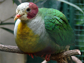 Смотреть фото Желтогрудый пёстрый голубь Фото Желтогрудый пёстрый голубь