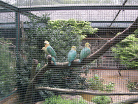 Смотреть фото Розовопятнистый пёстрый голубь Фото Розовопятнистый пёстрый голубь