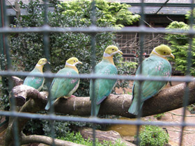 Смотреть фото Розовопятнистый пёстрый голубь Фото Розовопятнистый пёстрый голубь