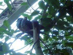 Смотреть фото Малиновошапочный пёстрый голубь Фото Малиновошапочный пёстрый голубь