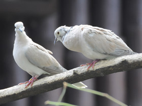 Кольчатая горлица Кольчатая горлица