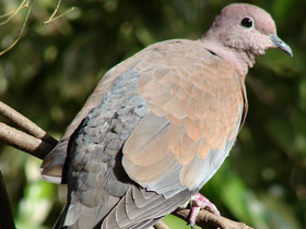 Малая горлица Малая горлица