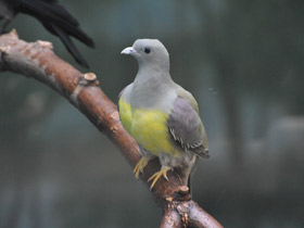 Смотреть фото Желтобрюхий плодовый голубь Фото Желтобрюхий плодовый голубь