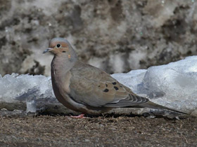 Смотреть фото Плачущая горлица Фото Плачущая горлица