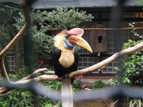 Смотреть фото Сулавесский калао Фото Сулавесский калао