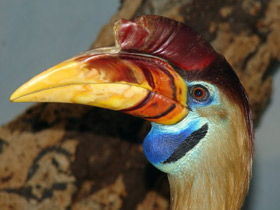 Смотреть фото Сулавесский калао Фото Сулавесский калао