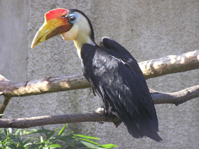 Смотреть фото Морщинистый калао Фото Морщинистый калао