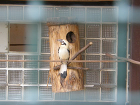 Смотреть фото Минданаоская птица-носорог Фото Минданаоская птица-носорог