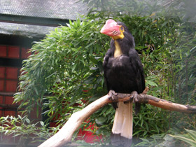 Смотреть фото Минданаоская птица-носорог Фото Минданаоская птица-носорог