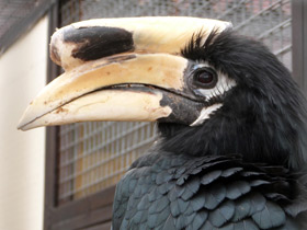 Смотреть фото Птицы-носороги: добровольно замурованные Фото Птицы-носороги: добровольно замурованные