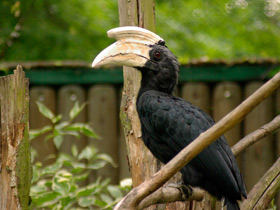 Смотреть фото Птицы-носороги: добровольно замурованные Фото Птицы-носороги: добровольно замурованные