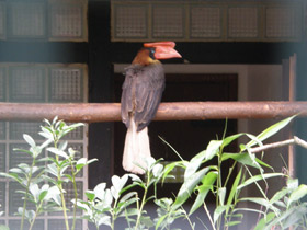 Смотреть фото Огненный гомрай Фото Огненный гомрай