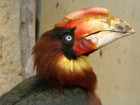 Смотреть фото Огненный гомрай Фото Огненный гомрай