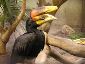 Смотреть фото Малайский гомрай Фото Малайский гомрай