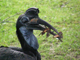Смотреть фото Абиссинский рогатый ворон Фото Абиссинский рогатый ворон