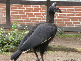 Смотреть фото Абиссинский рогатый ворон Фото Абиссинский рогатый ворон