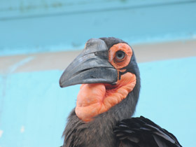 Смотреть фото Кафрский рогатый ворон Фото Кафрский рогатый ворон