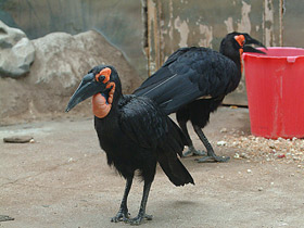 Смотреть фото Кафрский рогатый ворон Фото Кафрский рогатый ворон