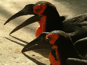 Кафрский рогатый ворон Кафрский рогатый ворон