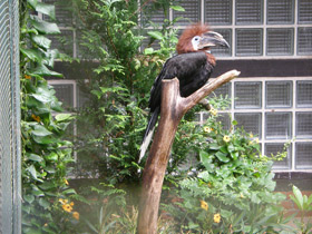 Смотреть фото Чёрная цератогимна Фото Чёрная цератогимна