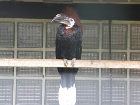 Смотреть фото Чёрная цератогимна Фото Чёрная цератогимна