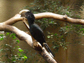 Смотреть фото Серебролицая цератогимна Фото Серебролицая цератогимна