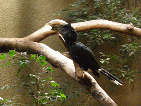 Смотреть фото Серебролицая цератогимна Фото Серебролицая цератогимна