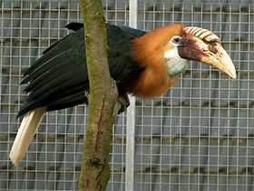 Фото Папуанский калао