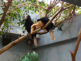 Фото Папуанский калао