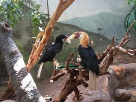 Смотреть фото Птицы-носороги: добровольно замурованные Фото Птицы-носороги: добровольно замурованные