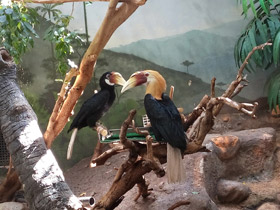 Фото Папуанский калао