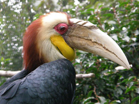 Волнистый калао Волнистый калао