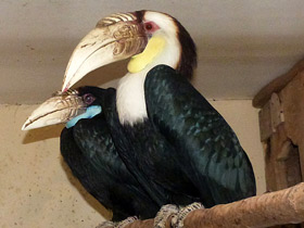 Смотреть фото Птицы-носороги: добровольно замурованные Фото Птицы-носороги: добровольно замурованные