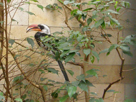 Смотреть фото Джексонов ток Фото Джексонов ток