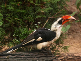 Смотреть фото Птицы-носороги: добровольно замурованные Фото Птицы-носороги: добровольно замурованные