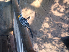 Смотреть фото Желтоклювый ток Фото Желтоклювый ток