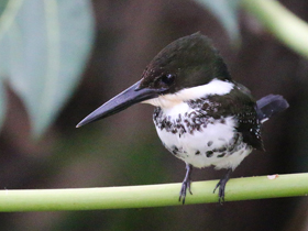 Смотреть фото Зелёный зимородок Фото Зелёный зимородок