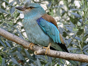 Смотреть фото Сизоворонка Фото Сизоворонка