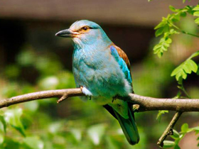 Смотреть фото Сизоворонка Фото Сизоворонка