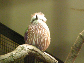 Смотреть фото Рыжешапочная сизоворонка Фото Рыжешапочная сизоворонка