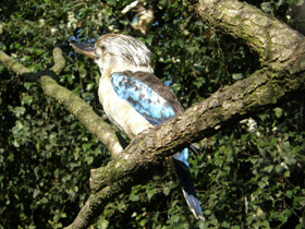 Смотреть фото Синекрылая кукабара Фото Синекрылая кукабара