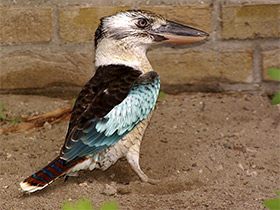 Смотреть фото Синекрылая кукабара Фото Синекрылая кукабара