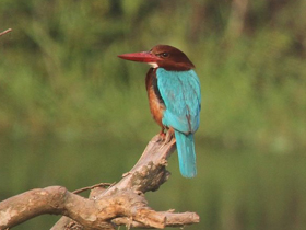 Смотреть фото Красноклювая альциона Фото Красноклювая альциона