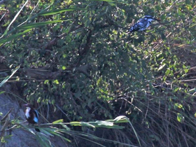 Смотреть фото Красноклювая альциона Фото Красноклювая альциона