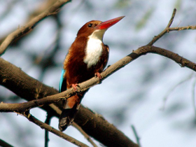 Смотреть фото Красноклювая альциона Фото Красноклювая альциона