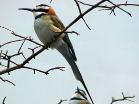 Смотреть фото Белогорлая щурка Фото Белогорлая щурка