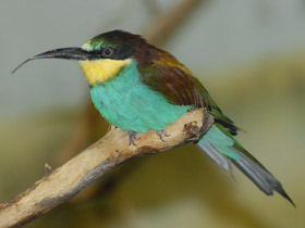 Смотреть фото Золотистая щурка Фото Золотистая щурка