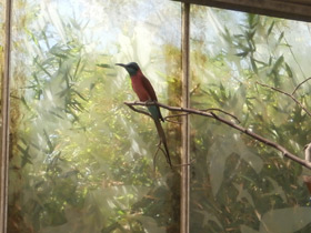 Смотреть фото Белолобая щурка Фото Белолобая щурка