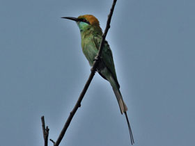 Смотреть фото Малая зелёная щурка Фото Малая зелёная щурка