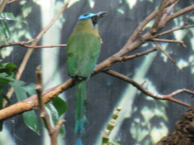 Смотреть фото Синешапочный момот Фото Синешапочный момот